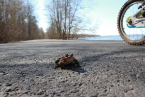 Рис. 6а. Серая жаба на автомобильной дороге в заказнике «Сестрорецкое болото»