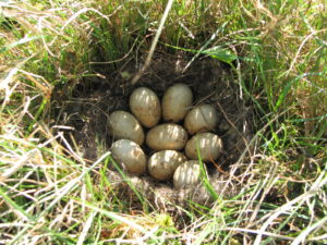 Гнездо широконоски в заказнике Сестрорецкое болото (фото В. А. Федорова)