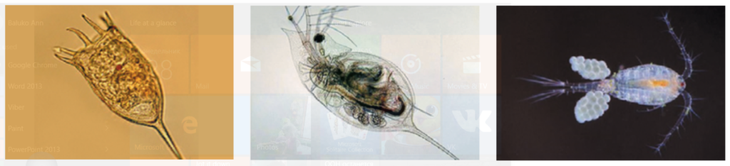 Рисунок 5. Доминирующие виды зоопланктона в водохранилище Сестрорецкий Разлив: А – коловратка Keratella cochlearis, Б – ветвистоусый рачок Daphnia cristata, В – веслоногий рачок Mesocyclops leuckarti