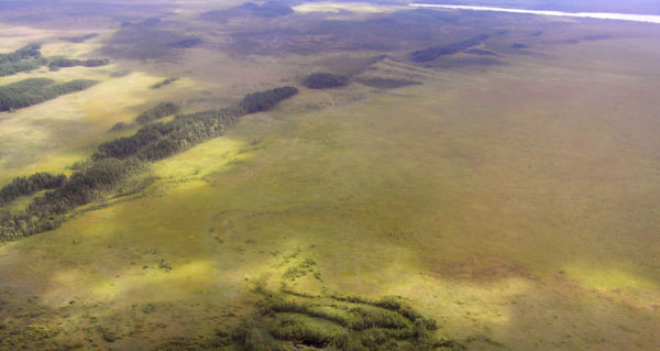 А. Древние облесенные дюны на болоте (фото Д.П. Маякова-Зеньковича)
