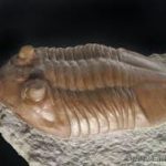 Трилобит (Trilobita)