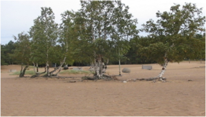 Рисунок 4. Эоловое разрушение дюн (Курортный район)