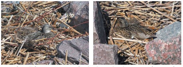 Рисунок 21. Однотипное гнездование серой утки (слева) и кряквы (справа) в толстом слое выброшенных на берег фрагментов старых стеблей тростника