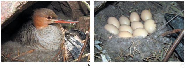 Рисунок 7. А – самка длинноносого крохаля на гнезде; Б – гнездо с кладкой