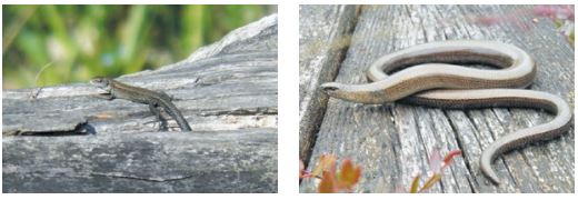Живородящая ящерица (слева) и веретеница. Фото К.Д. Мильто