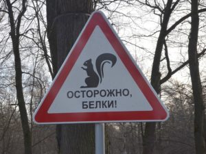 Знак «Осторожно, белки!» в парке на Елагином острове