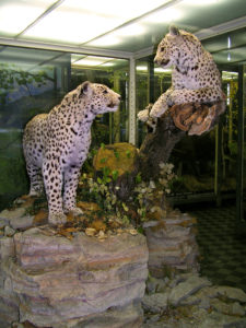 Кавказские леопарды