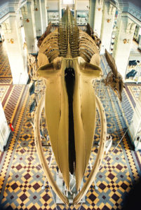 Скелет синего кита в первом зале музея