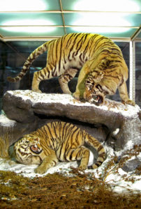 Группа амурских тигров