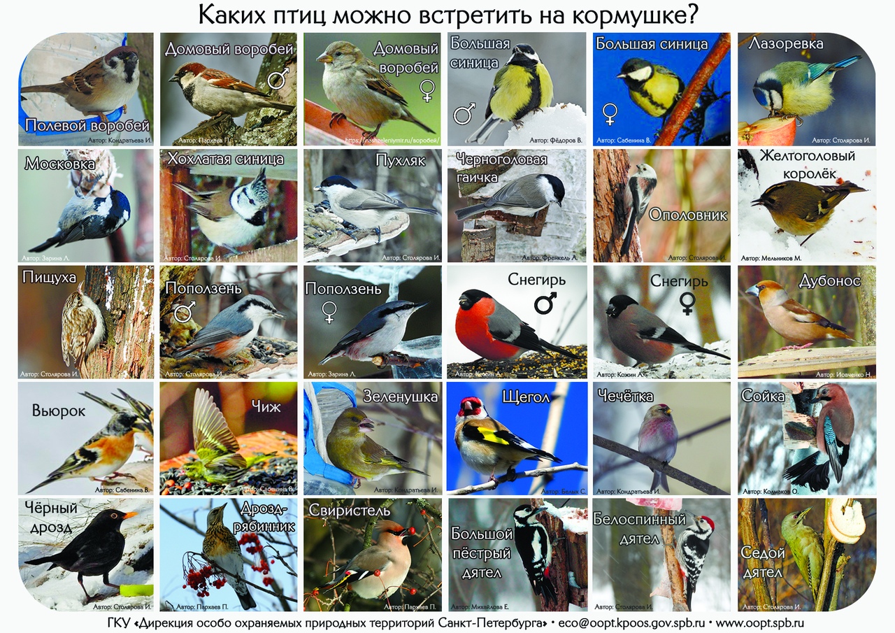 птицы ленинградской области с названиями санкт петербурга